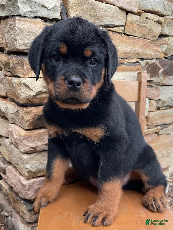 Rottweiler dogs Mr Black - Ad 2