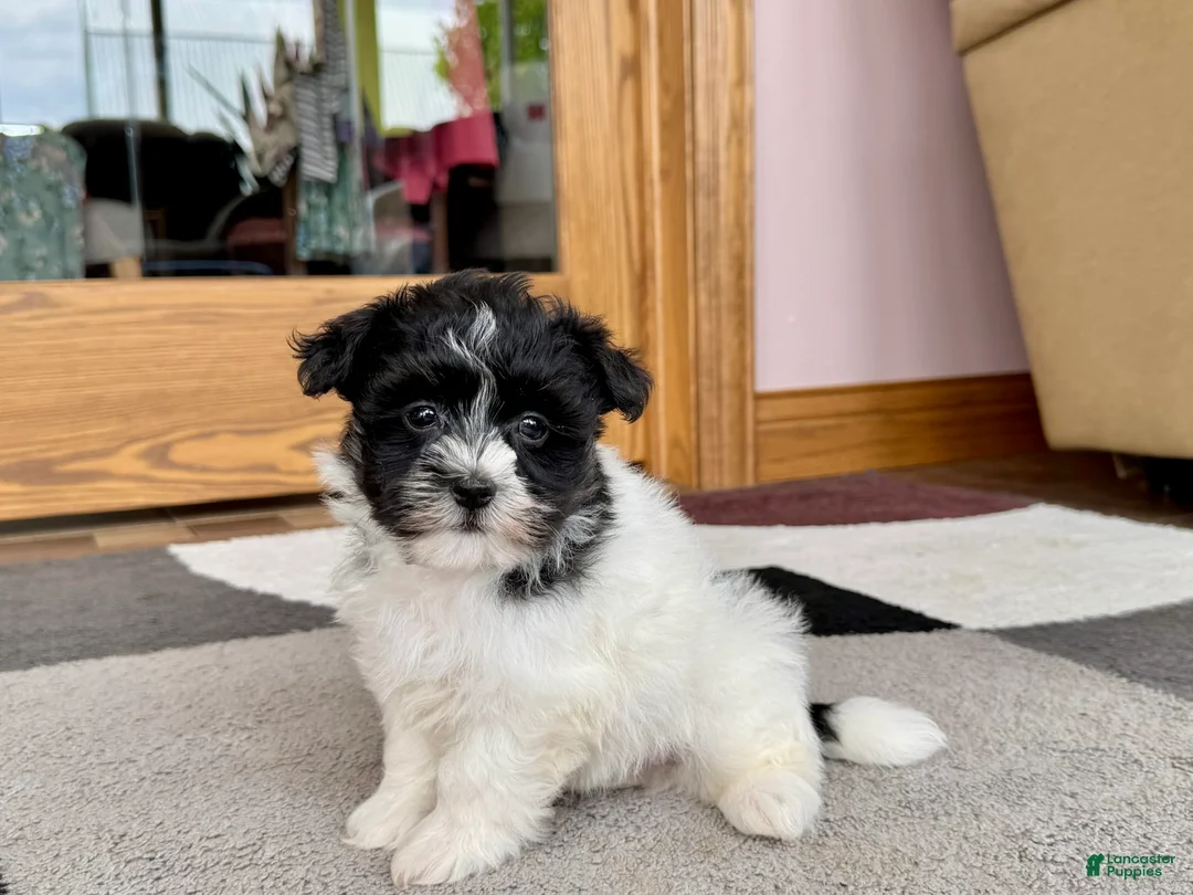 Havanese dogs for sale: Jared - Ad 6