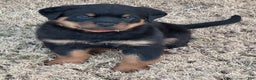 Rottweiler dogs for sale: Rottweiler Puppy 1 - Ad 2