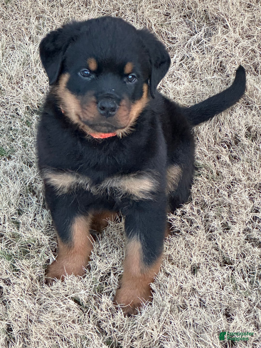 Rottweiler dogs for sale: Rottweiler Puppy 1 - Ad 2