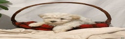 Havanese dogs for sale: Willow - Ad 4