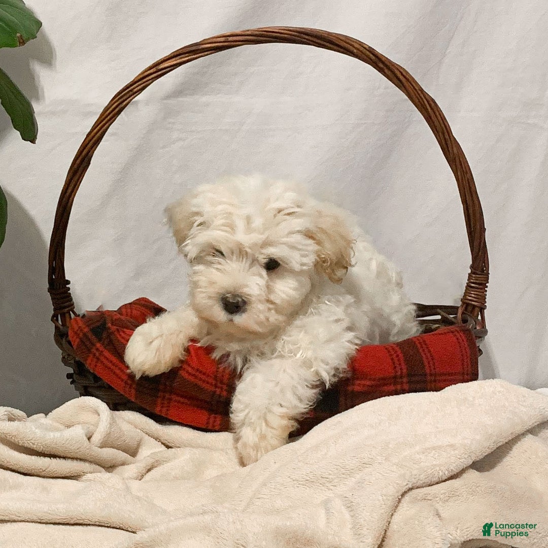 Havanese dogs for sale: Willow - Ad 4