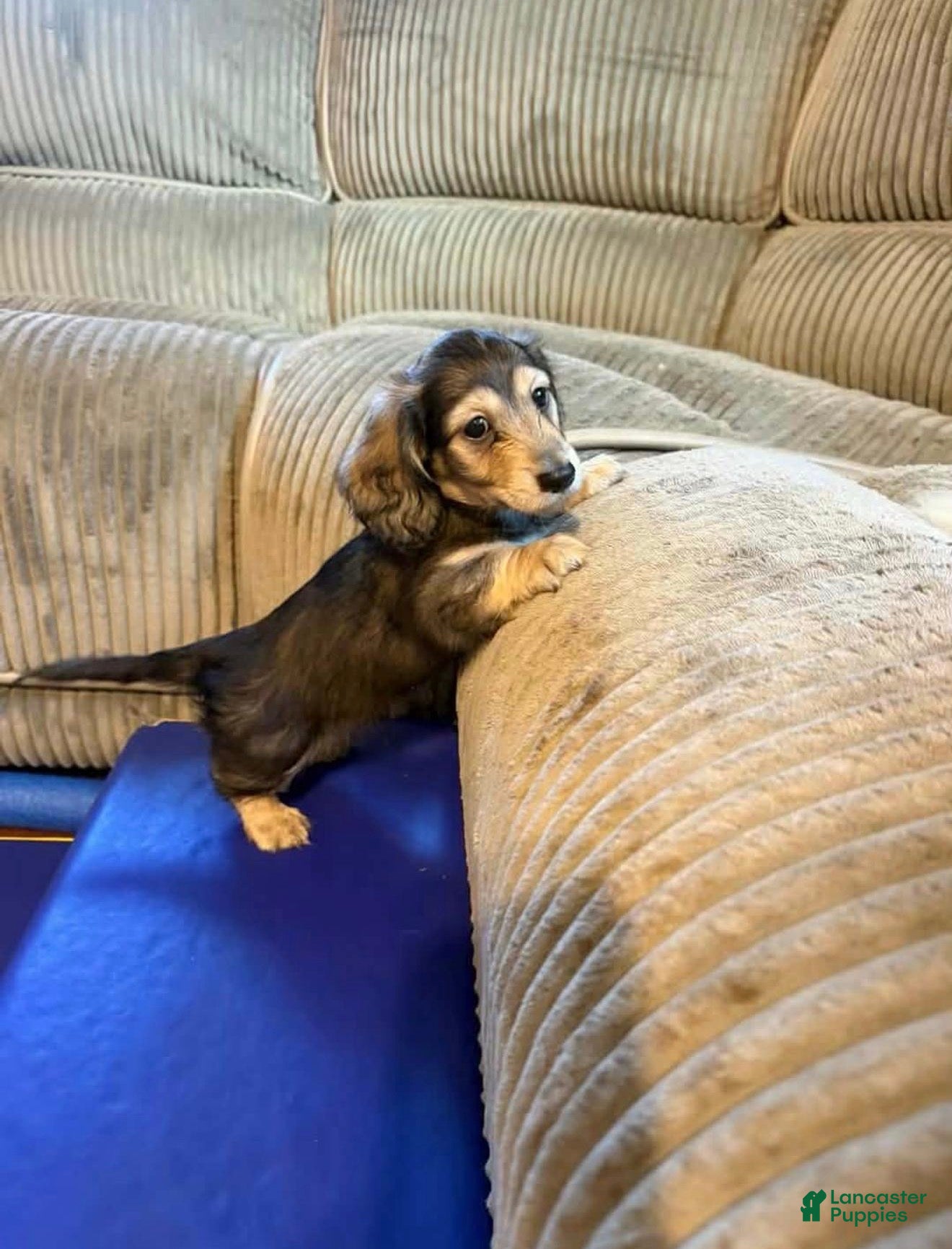 Dachshund dogs Landon  - Ad 38