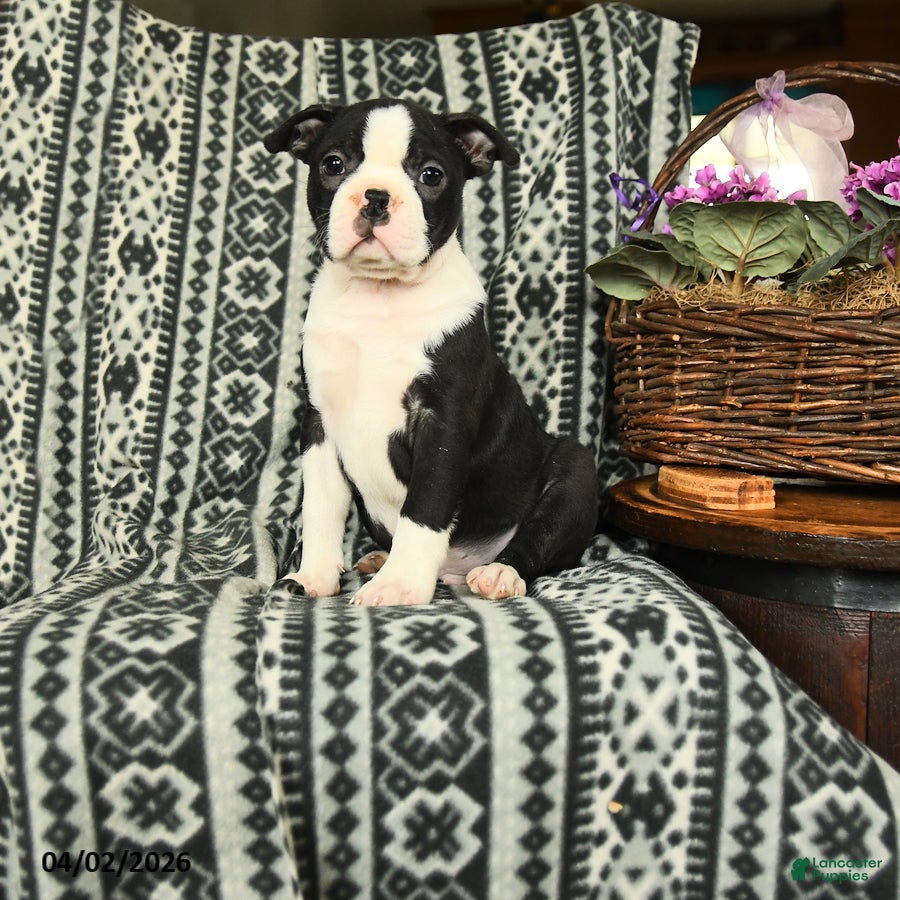 Boston Terrier dogs Kennedy - Ad 1