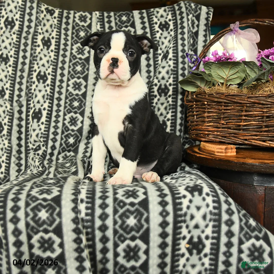 Boston Terrier dogs for sale: Kennedy - Ad 1