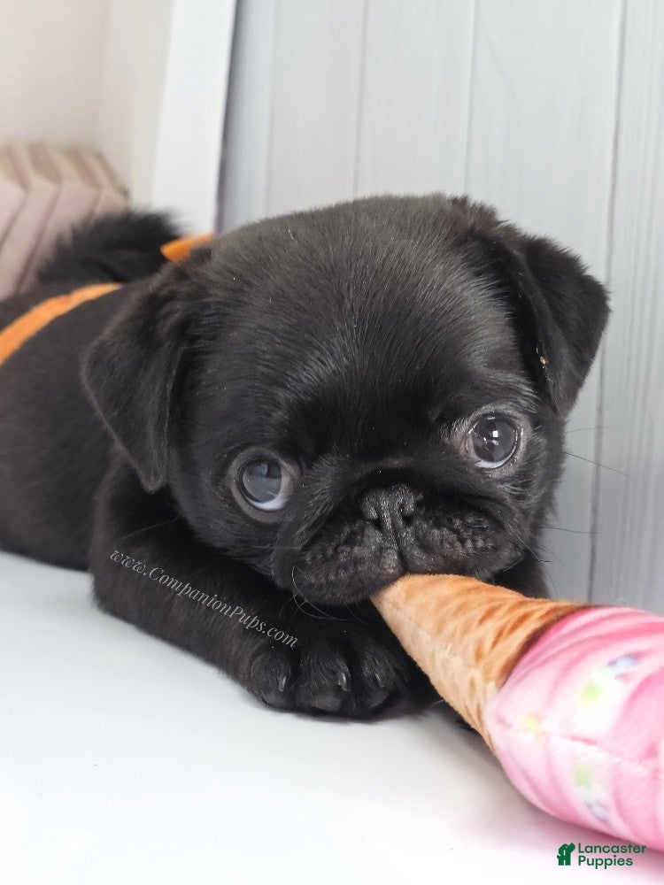 Pug dogs for sale: Marigold - Black Female Pug Puppy - Ad 2