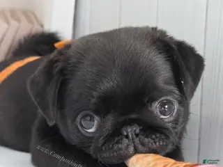 Pug dogs for sale: Marigold - Black Female Pug Puppy - Ad 2