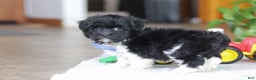 Havanese dogs for sale: Zach - Ad 8
