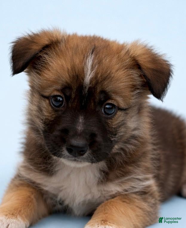 Mixed Breed dogs Axel  - Ad 41