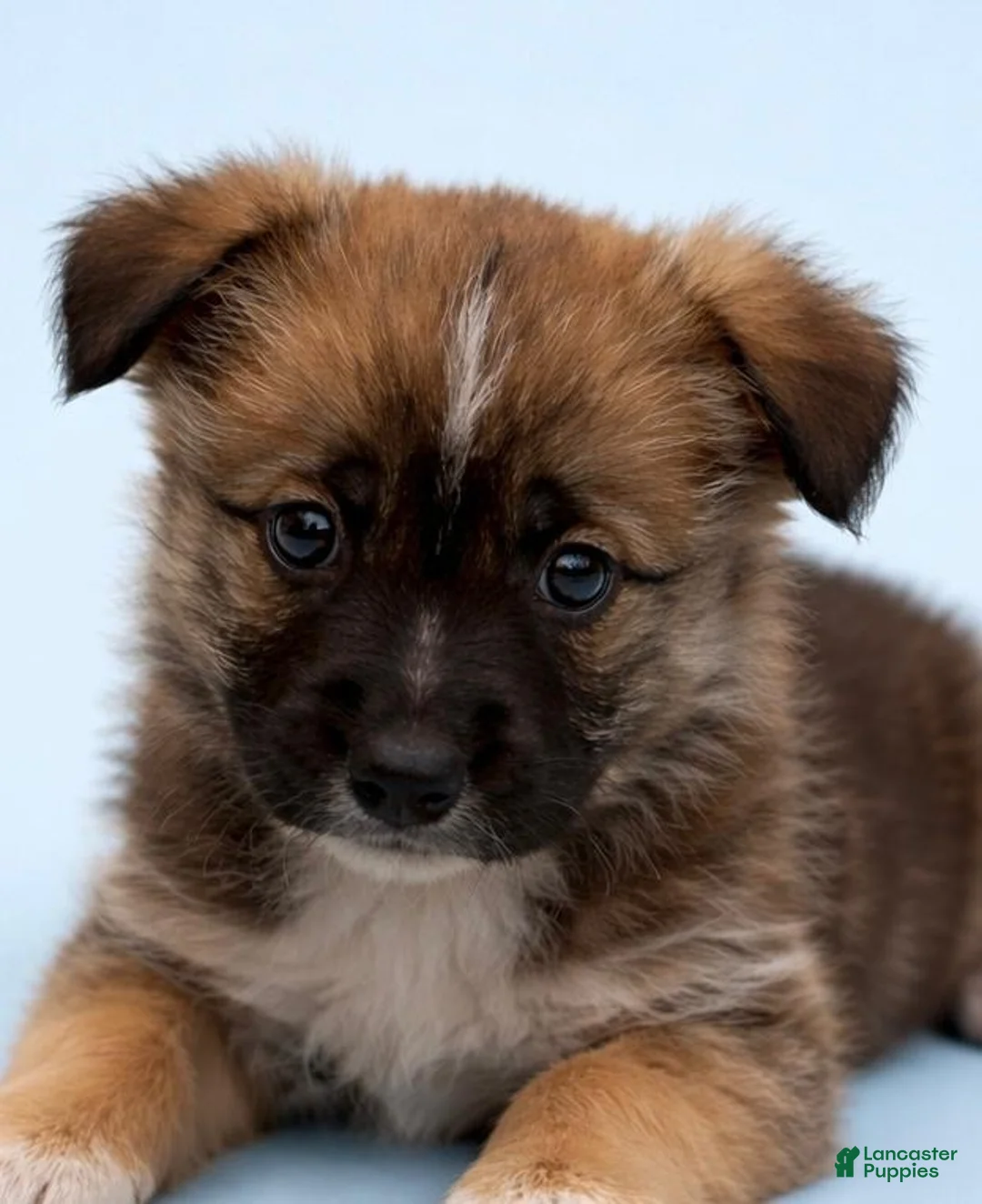 Mixed Breed dogs for sale: Axel  - Ad 2