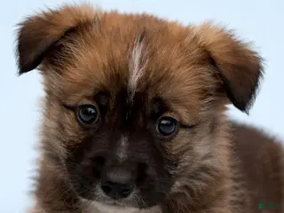 Mixed Breed dogs Axel - Ad 41