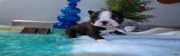 Boston Terrier dogs for sale: Boston Terrier Puppy 1 Dixie - Ad 2
