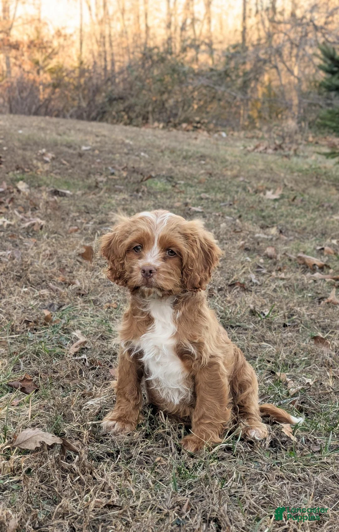 Cockapoo dogs for sale: Fudge - Ad 3