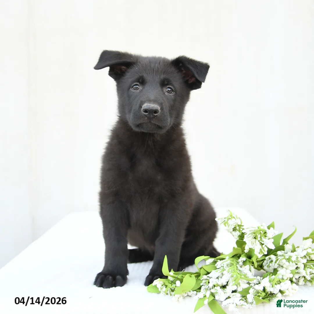 German Shepherd dogs for sale: Dexter - Ad 2