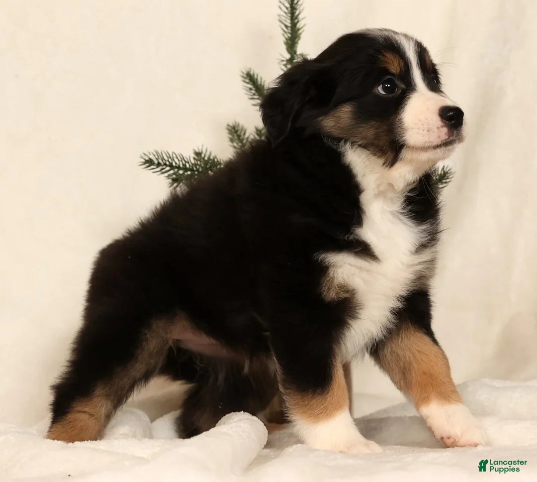 Miniature Australian Shepherd dogs for sale: Tracy - Ad 5