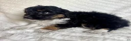 Mixed Breed dogs for sale: Rita  - Ad 2