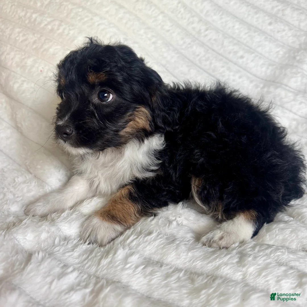 Mixed Breed dogs for sale: Rita  - Ad 2