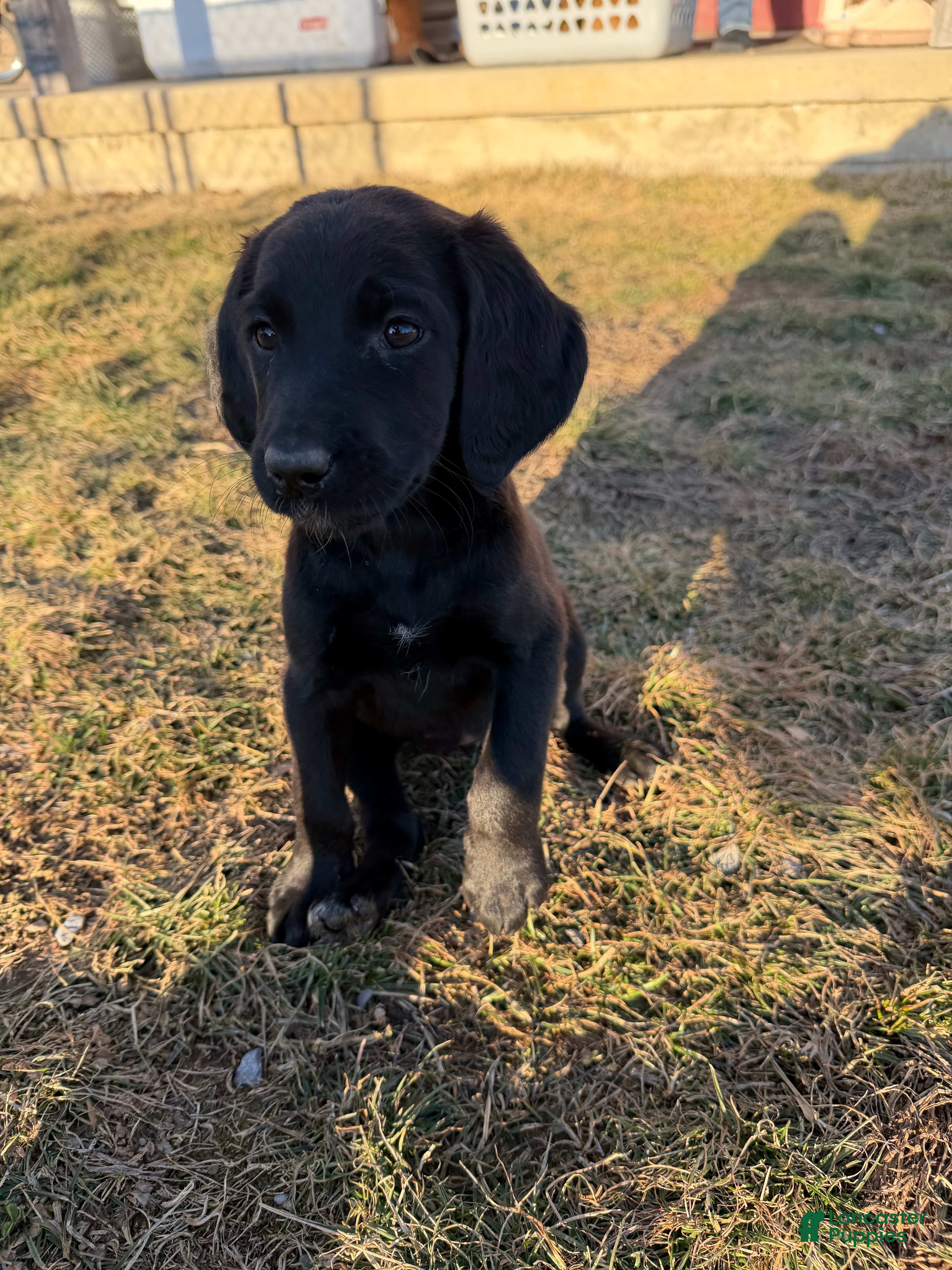 Labradoodle dogs Labradoodle Orange - Ad 31