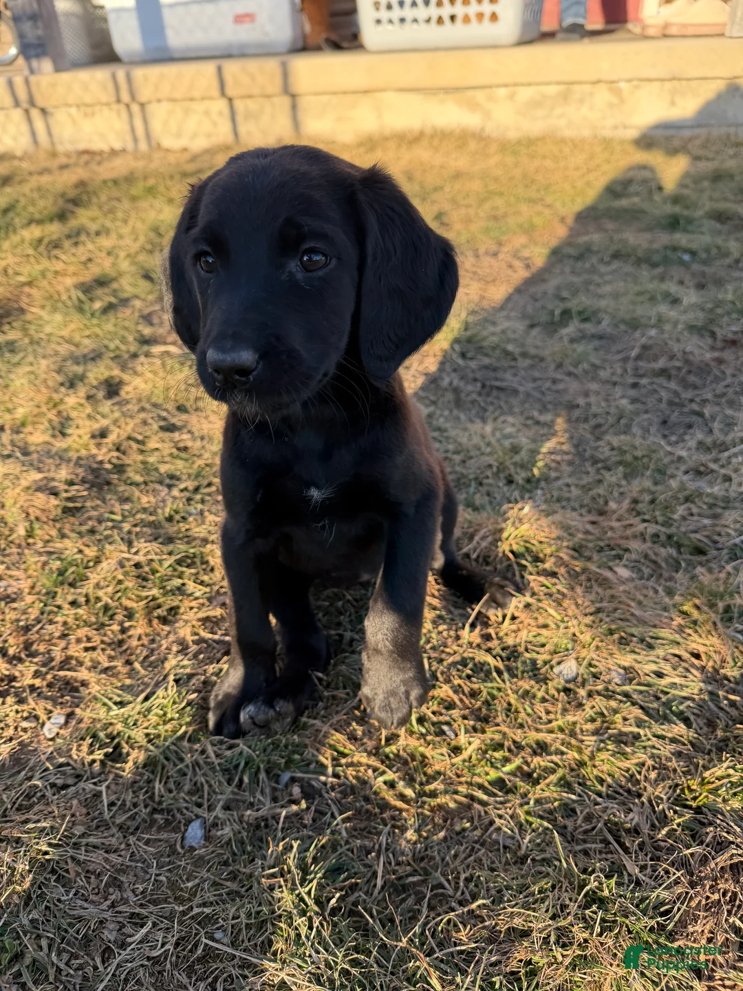 Labradoodle dogs for sale: Labradoodle Orange - Ad 1