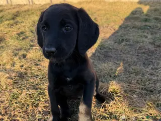 Labradoodle dogs Labradoodle Orange - Ad 31