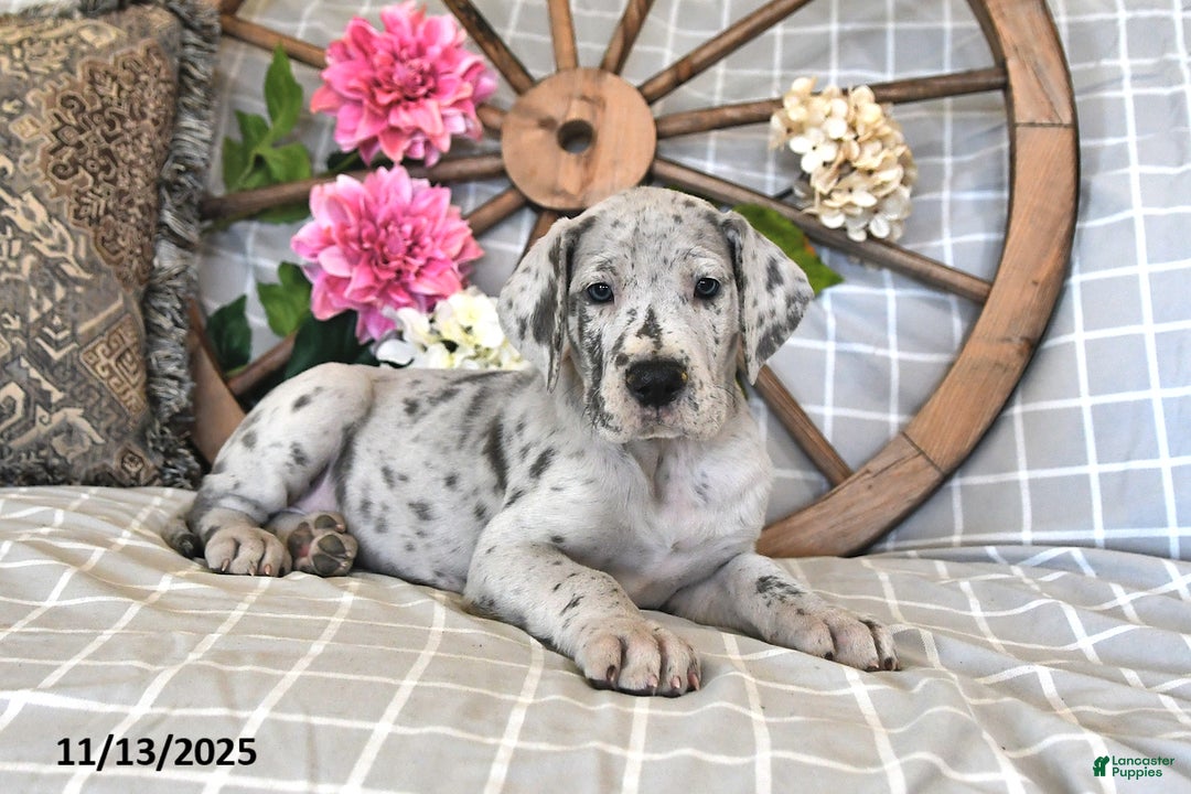 Great Dane dogs for sale: Sporty - Ad 2