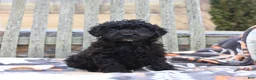 Miniature Poodle dogs for sale: Chloe - Ad 3