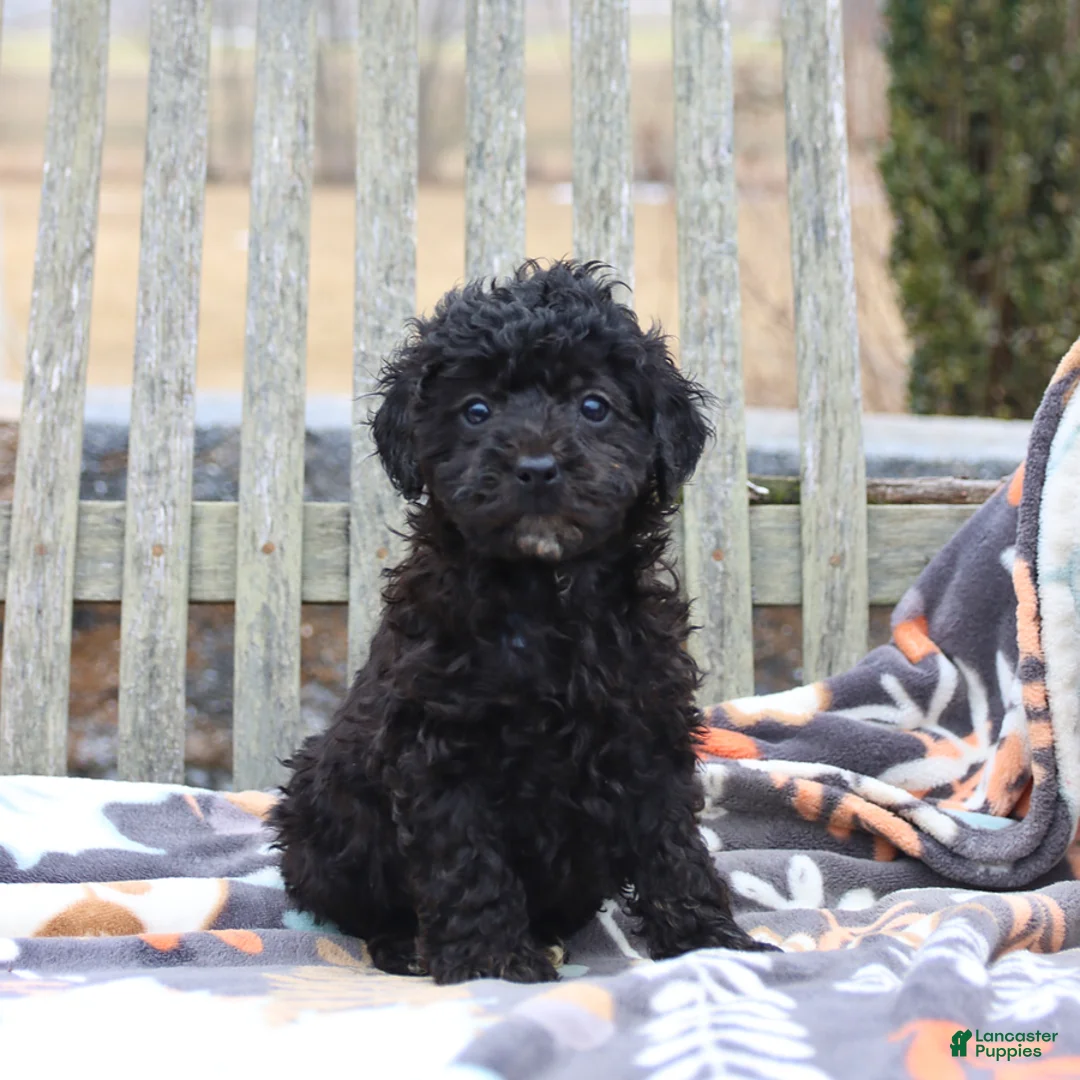 Miniature Poodle dogs for sale: Chloe - Ad 3