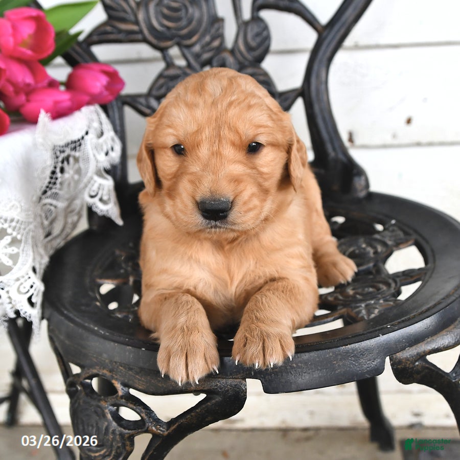 Golden Retriever dogs Joey - Ad 2