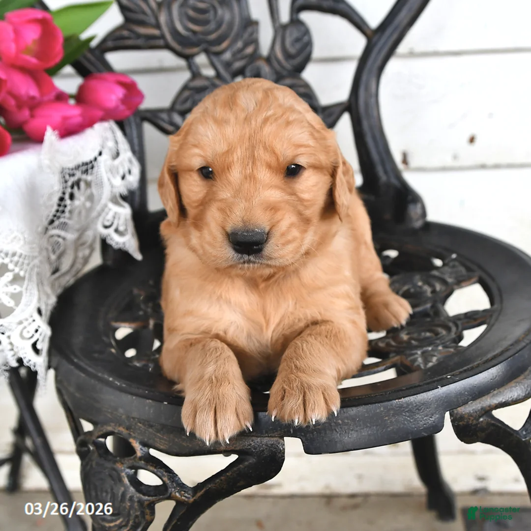 Golden Retriever dogs for sale: Joey - Ad 2