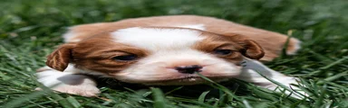 Arlan Cavalier King Charles Spaniel Puppy 