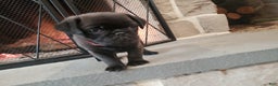 Pug dogs for sale: Ryker - Ad 4