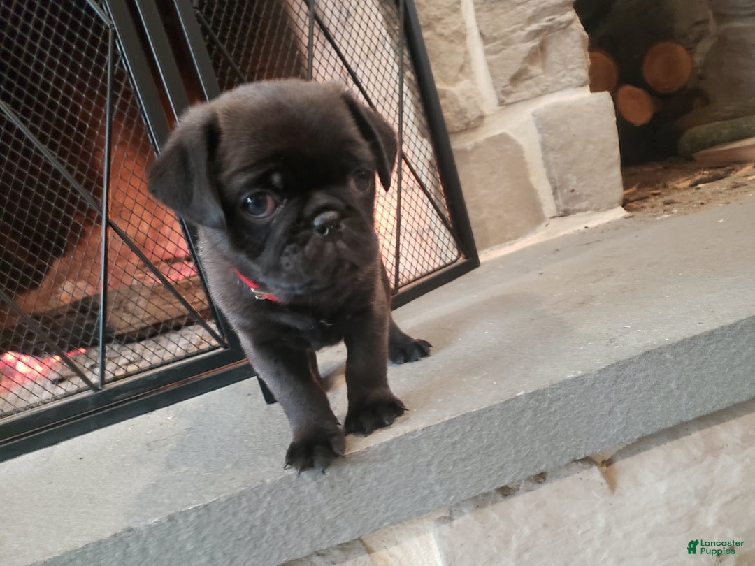 Pug dogs for sale: Ryker - Ad 4