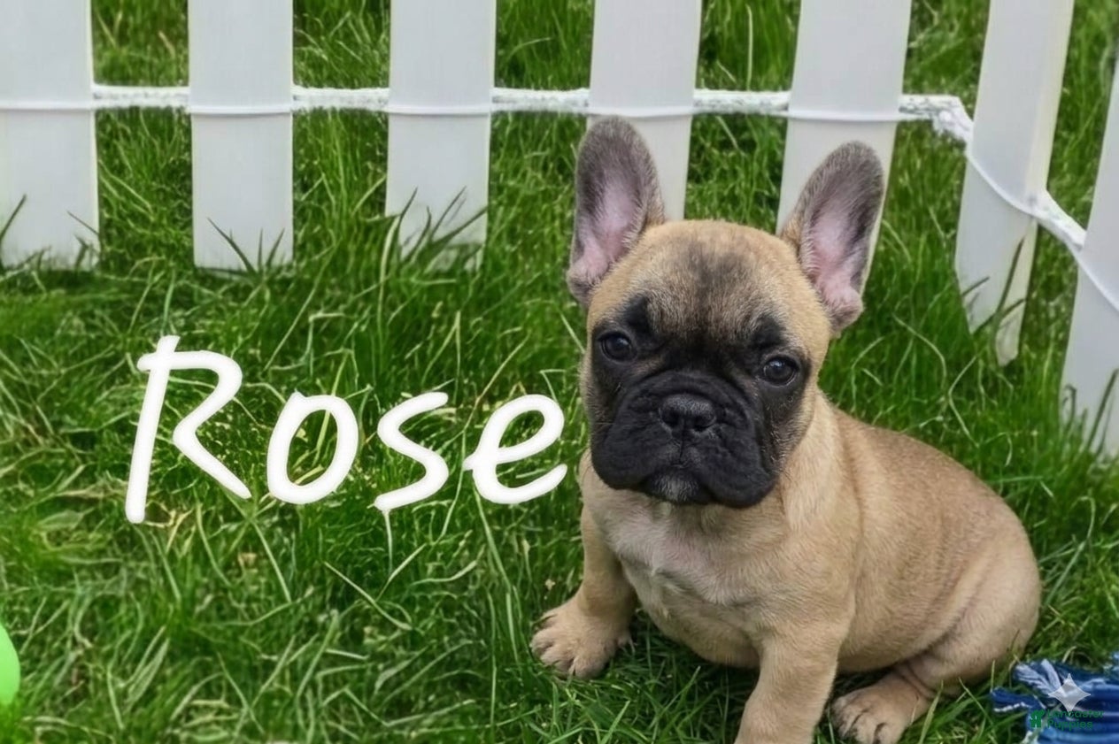 French Bulldog dogs Pretty Girl Rose - Ad 1