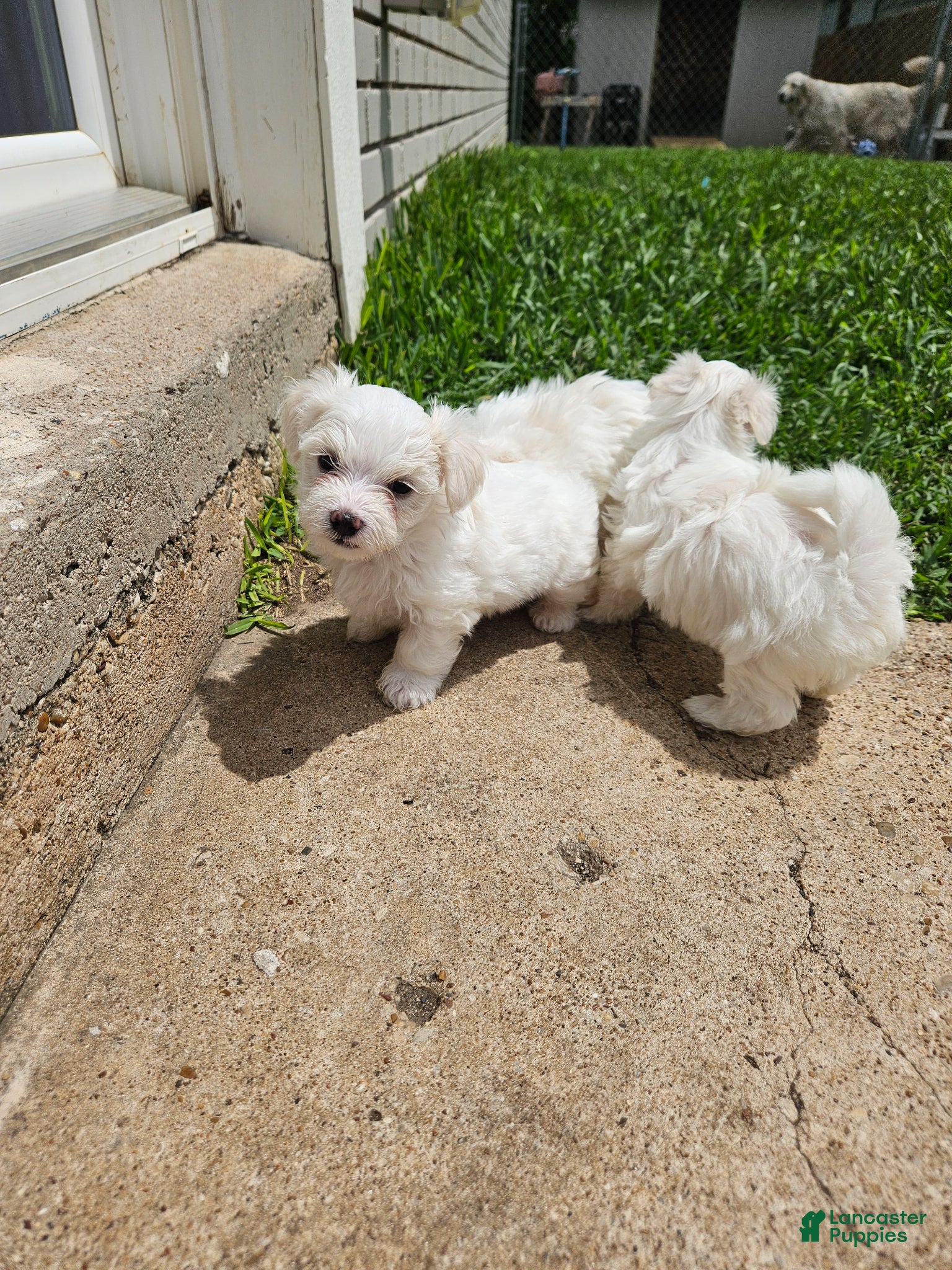 Maltese dogs Maltese Puppy 3 - Ad 14