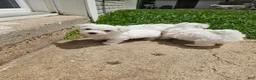 Maltese dogs for sale: Maltese Puppy 3 - Ad 1