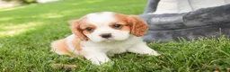 Cavalier King Charles Spaniel dogs for sale: Lincoln Cavalier King Charles Spaniel  - Ad 3