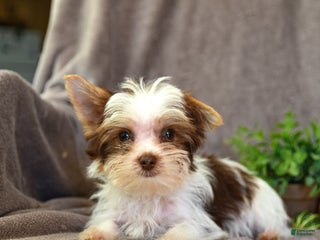 Yorkshire Terrier dogs - Ad 20