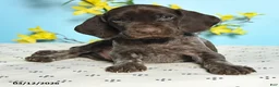 German Shorthaired Pointer dogs for sale: Toby - Ad 3