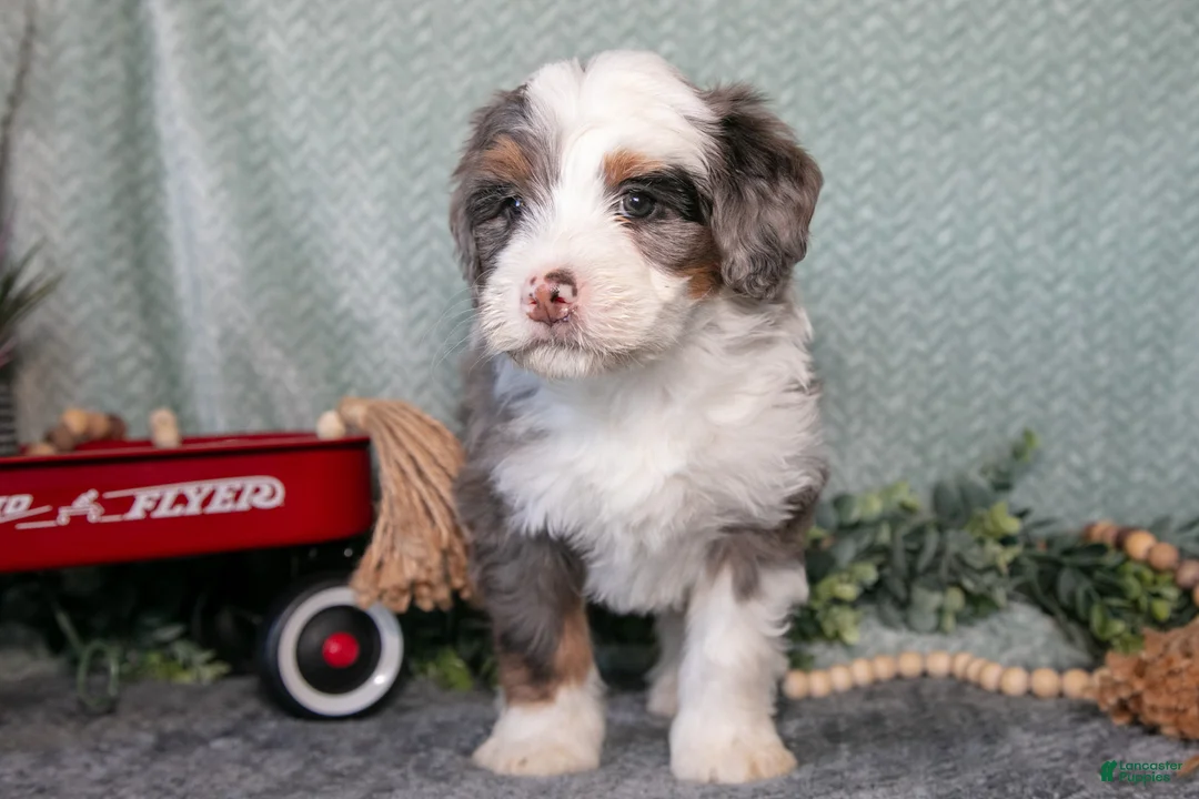 Mini Bernedoodle dogs for sale: Turbo - Ad 3