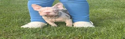 French Bulldog dogs for sale: Winter  - Ad 2