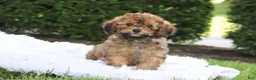 Cavapoo dogs for sale: Rudy - Ad 2