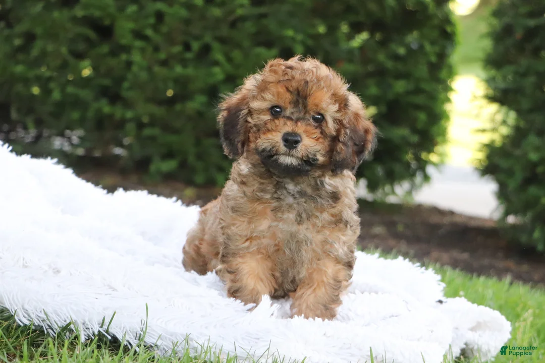 Cavapoo dogs for sale: Rudy - Ad 2