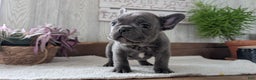 French Bulldog dogs for sale: Nash - Ad 2