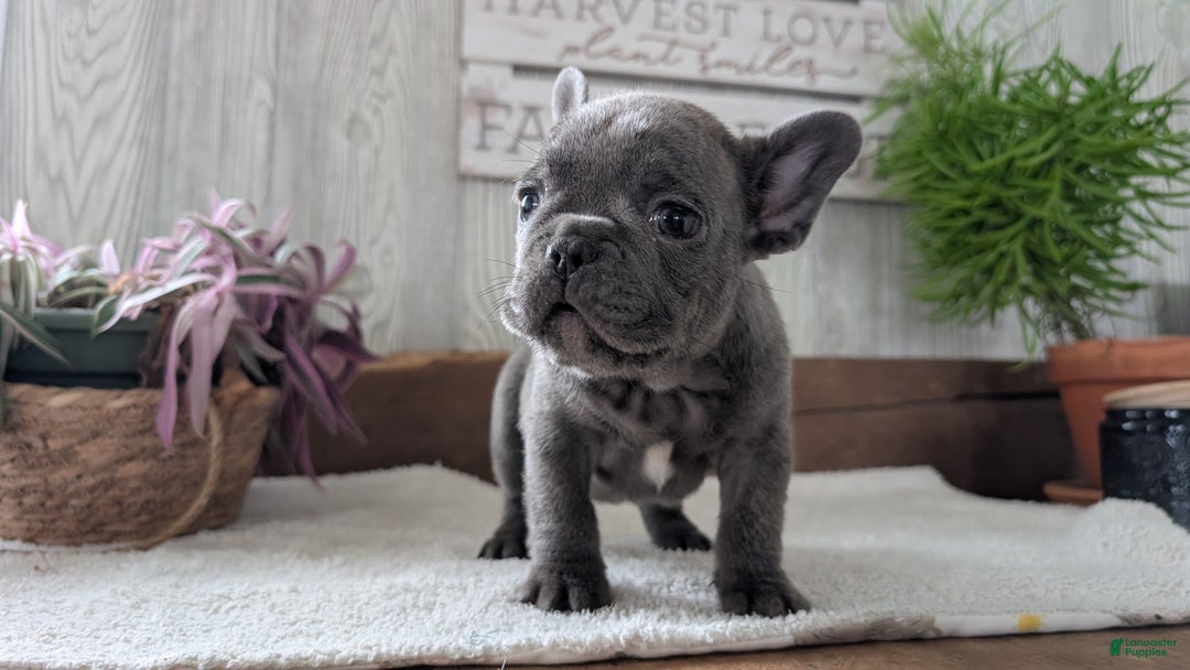 French Bulldog dogs for sale: Nash - Ad 2