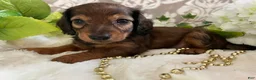 Miniature Dachshund dogs for sale: Moose - Ad 12