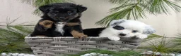Toy Australian Shepherd dogs for sale: Brittlyn - Ad 22