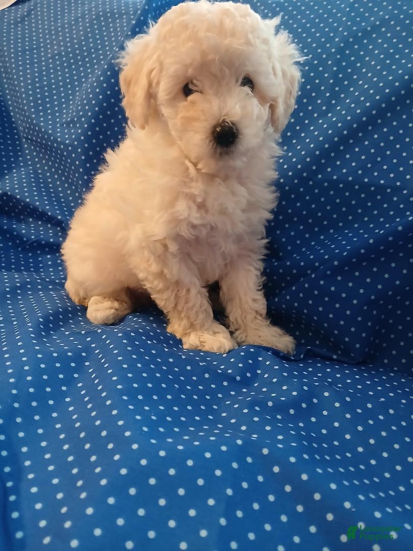 Toy Poodle dogs White male! - Ad 1