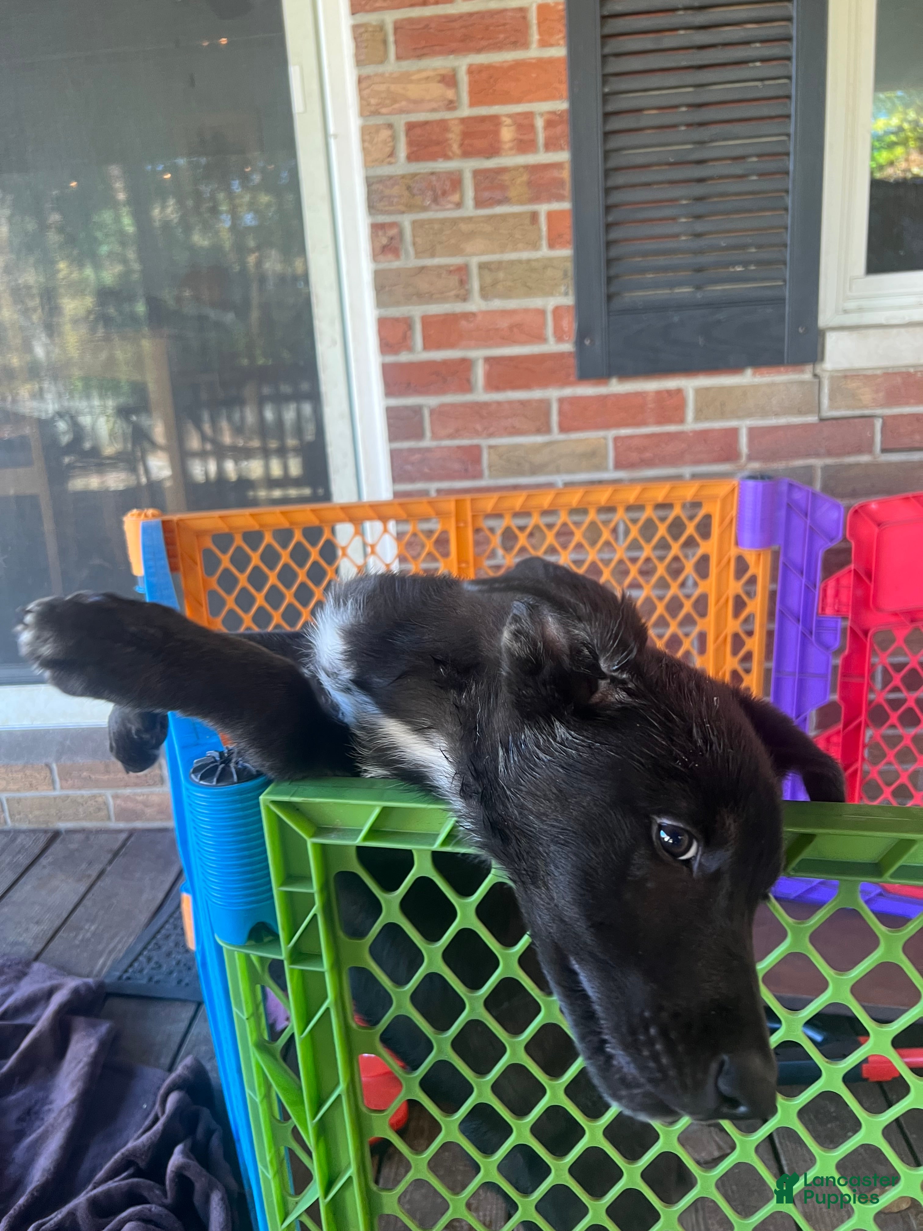 Mixed Breed dogs Mixed Breed Puppy 4 - Ad 1