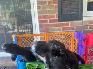 Mixed Breed dogs Mixed Breed Puppy 4 - Ad 19