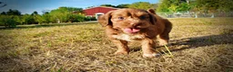 Havapoo dogs for sale: Muppet-Sale!!! - Ad 6